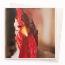 chick