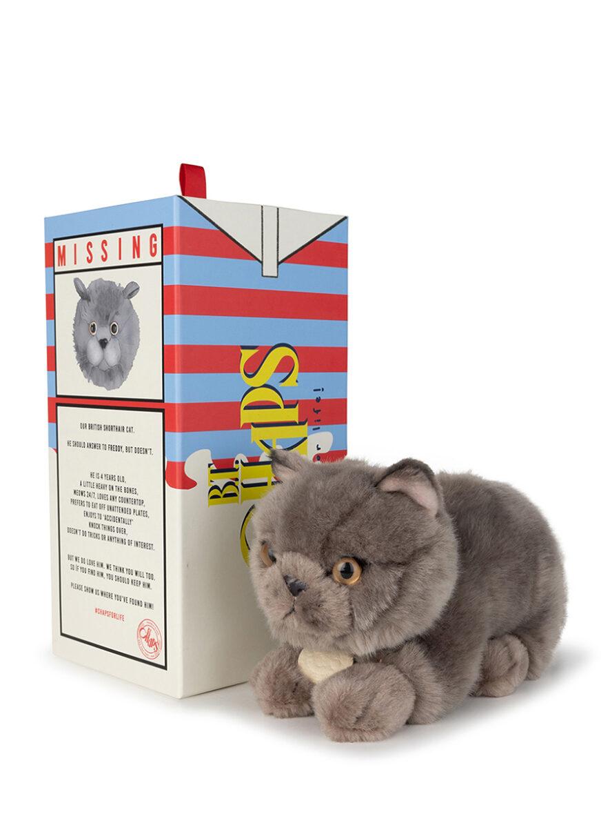 Freddy the British Shorthair Cat
